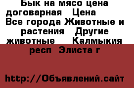 Бык на мясо цена договарная › Цена ­ 300 - Все города Животные и растения » Другие животные   . Калмыкия респ.,Элиста г.